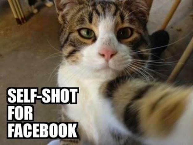 kucing-kucing selfie yang lucu banget