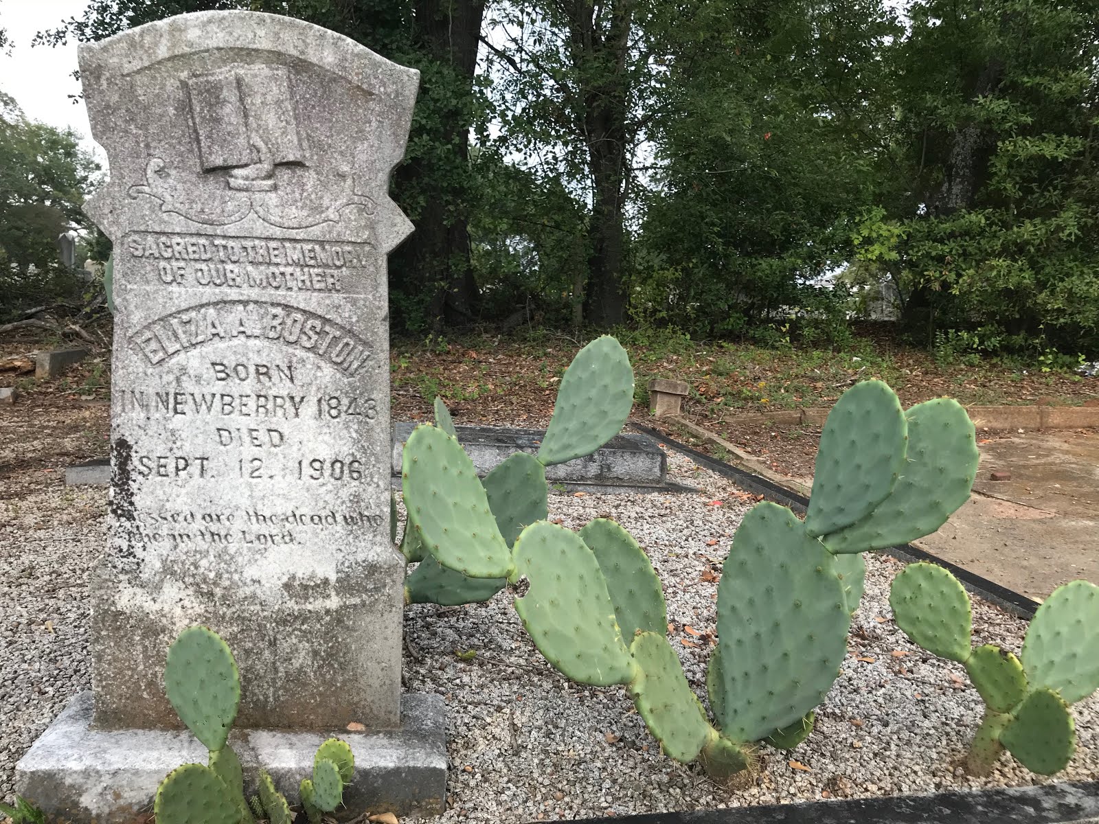 Esoteric Columbia The Plants That Ward Off Evil Spirits in Randolph