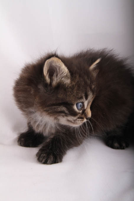 tabby brown dark kitten boy memphis alexandrite siberians