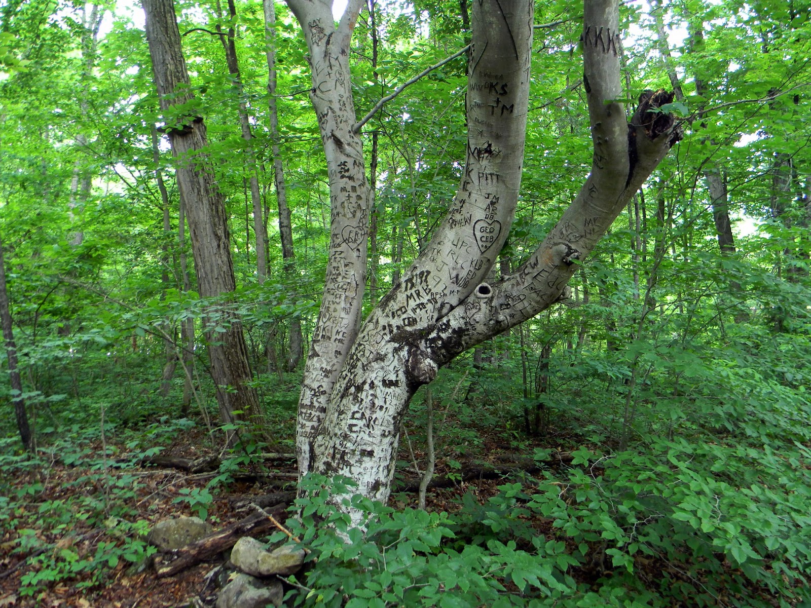 Interesting Trees of West Virginia