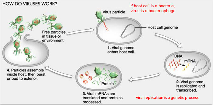Nintendo Generation Life MIT Cures HIV?