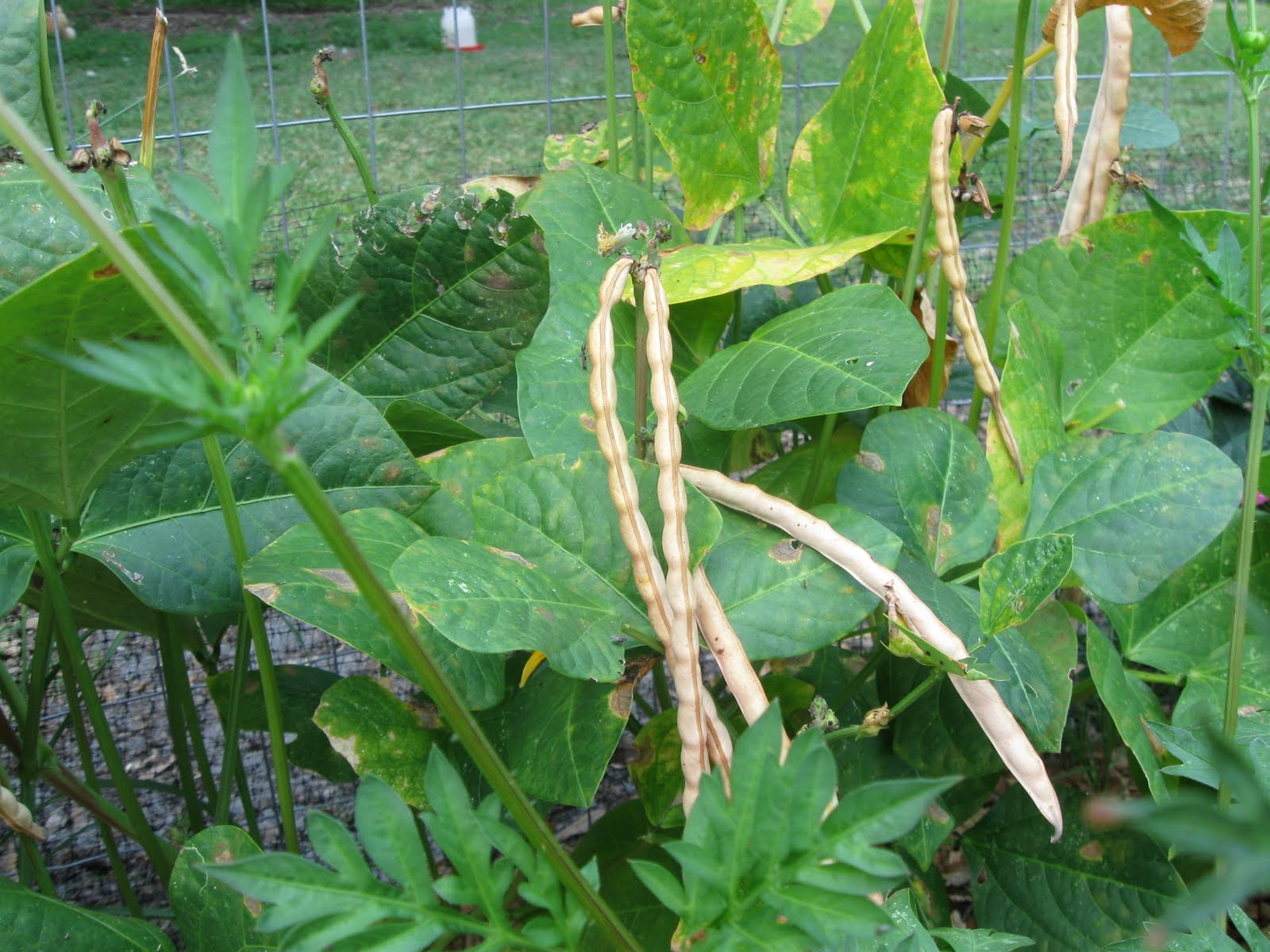 Growing Food In Florida Growing Cow Peas Or Cowpeas Or Black Eyed Peas