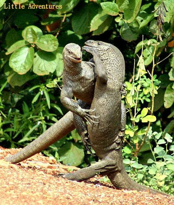 DiscoverSriLanka SRI LANKA LAND MONITOR