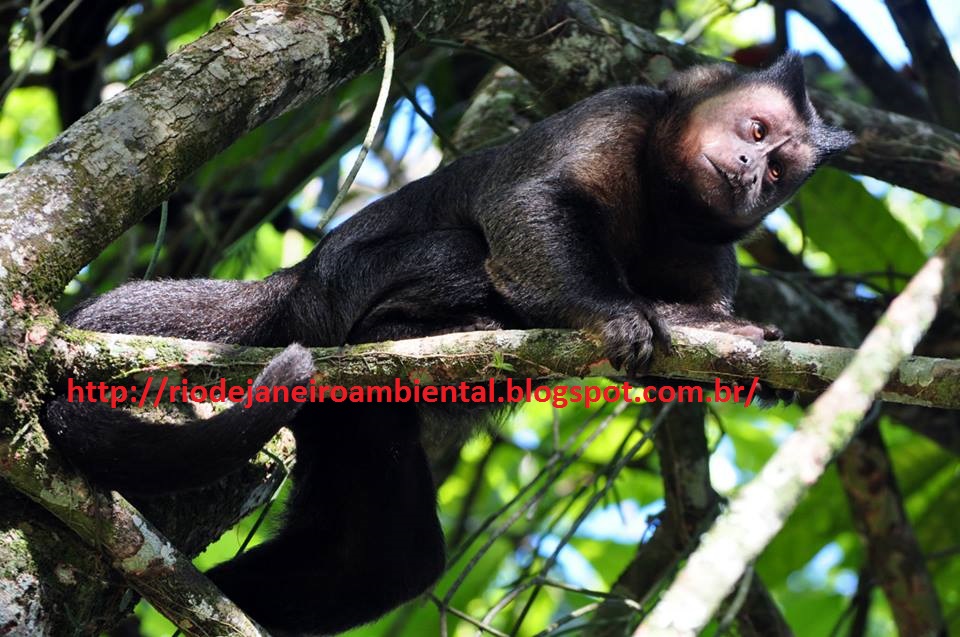 TYBA ONLINE :: Assunto: (Cebus apella) Macaco Prego - Mata Atlântica -  Brasil