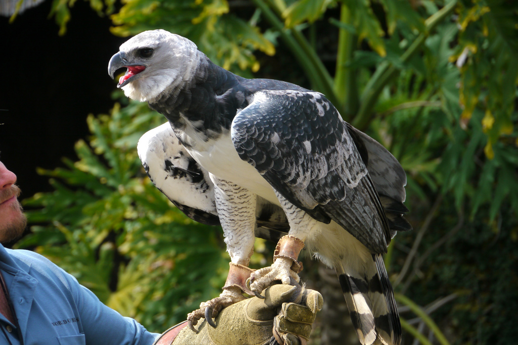 Harpy Eagle Pictures and Wallpapers Animals Library