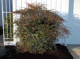 Nandina Domestica Twilight In Vaso 17cm Rosso Achat Vente