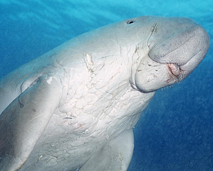 Dugong3.jpg