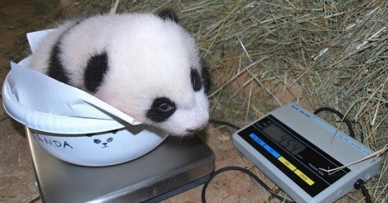 dance! panda! dance!: How much does a baby panda weigh?