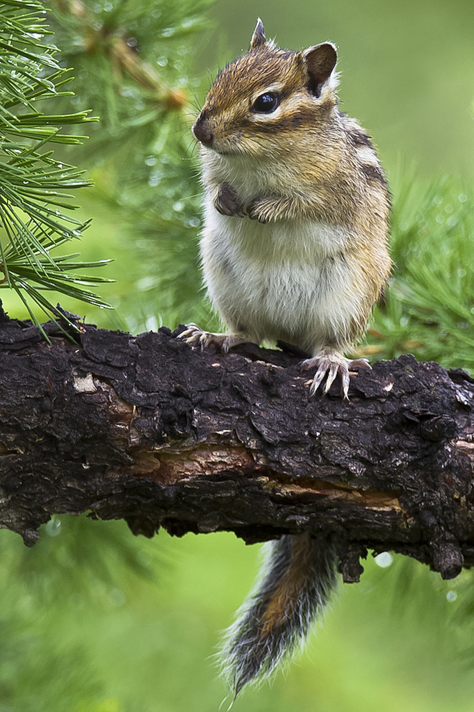 siberian chipmunk siberian chipmunk