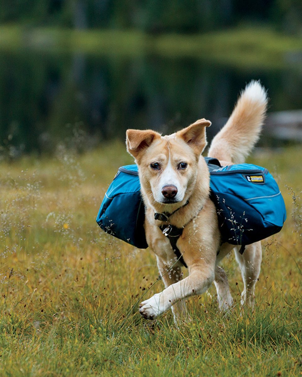 dog knapsack dog knapsack