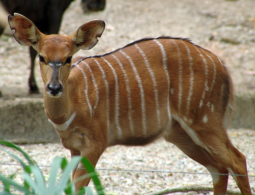 ... Awesome Animals Whose Names Start with The Letter N ~ Amazing Animals