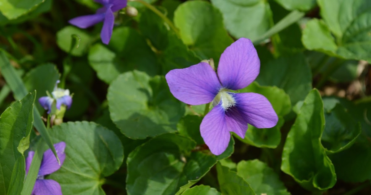 Helen A. Lockey Wild Edible Violets, N.C. Style