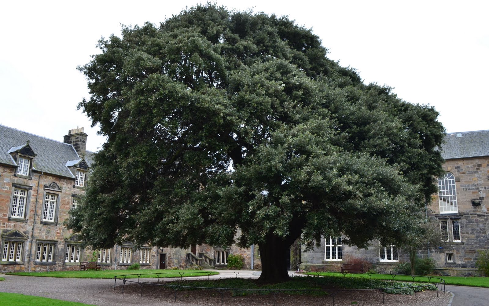 Tour Scotland Photographs Tour Scotland Photographs Holm Oak Tree St