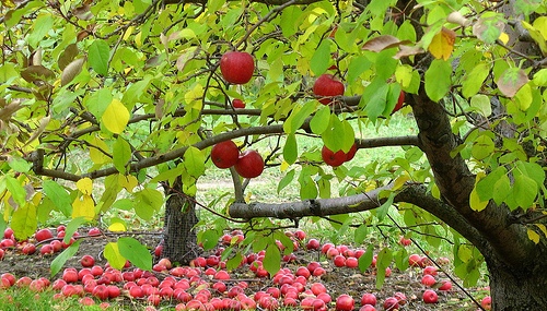 fruiting trees