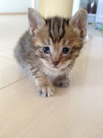広島 子猫 里親募集 ♀ 生後1ヶ月 ララ1