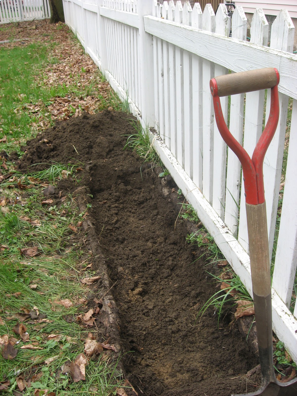 Happy Home How to Plant Asparagus in your Home Garden