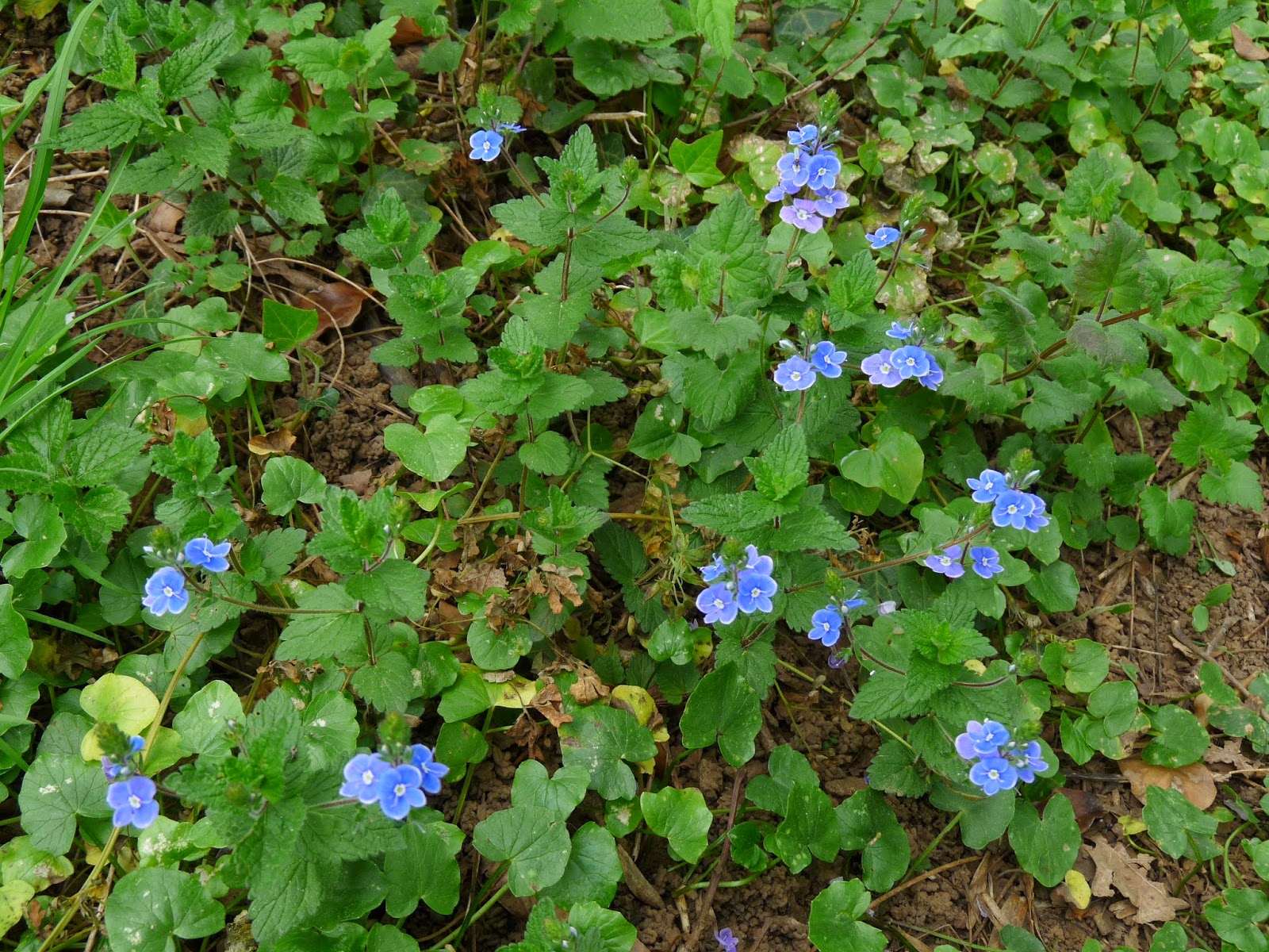 Le Blog De Michele Petales Et Couleurs