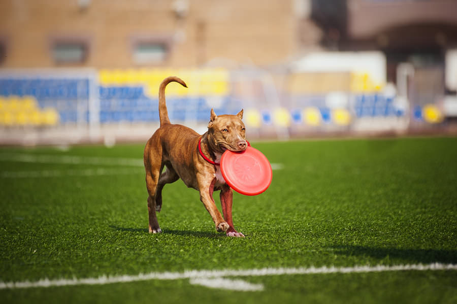 dog pit bull muscle terrier build american pitbull breed dogs muscles bigstock playing train ways running reference intense develop involvement