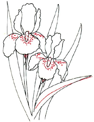 How to Draw an Iris in 5 Steps How to Draw an Iris in 5 Steps