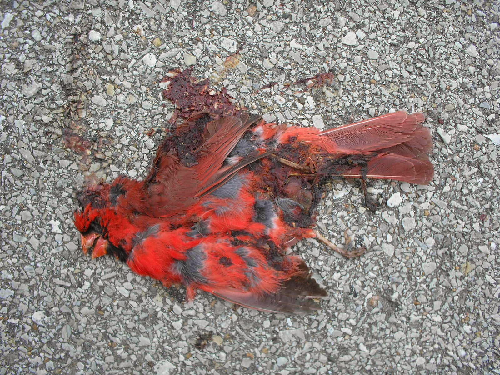 Road Kill Cardinal 1