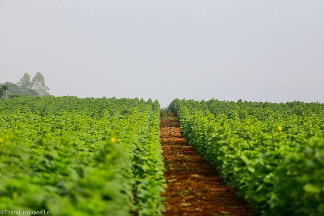 [Image: Canh-dong-hoa-huong-duong-cho-ngay-no-ro...e-An-2.jpg]