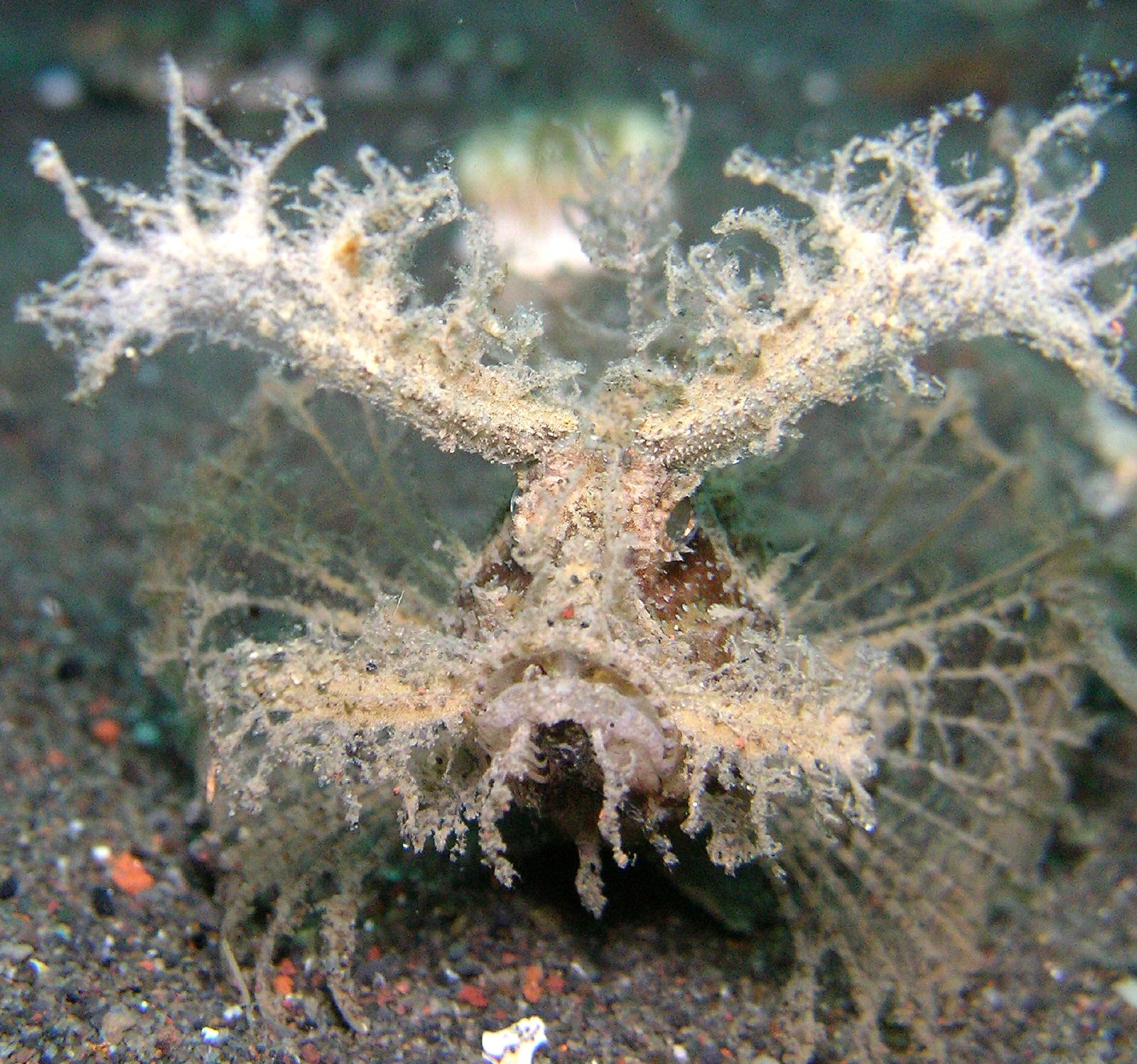 real monstrosities ambon scorpionfish