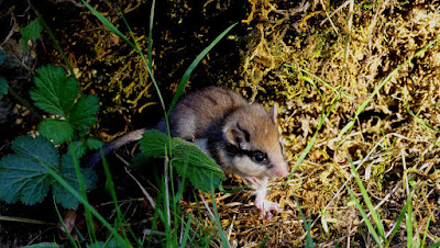 rencontre st pierre des nids