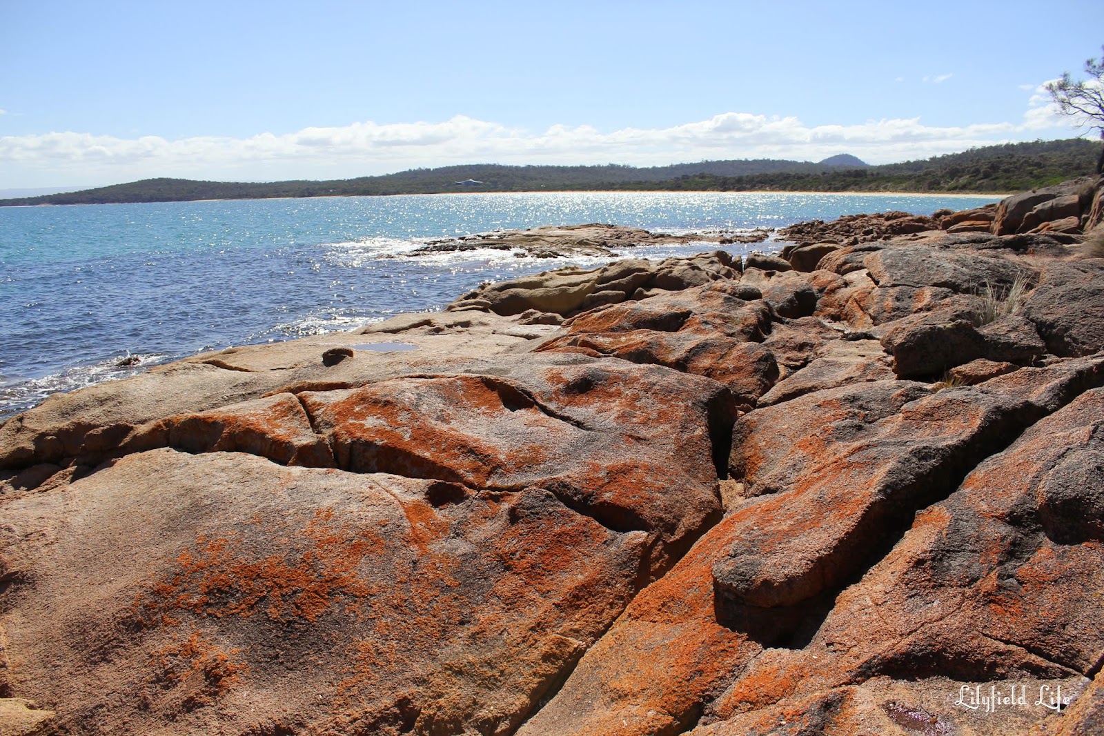 Lilyfield Life An Escape While Floors Are Polished