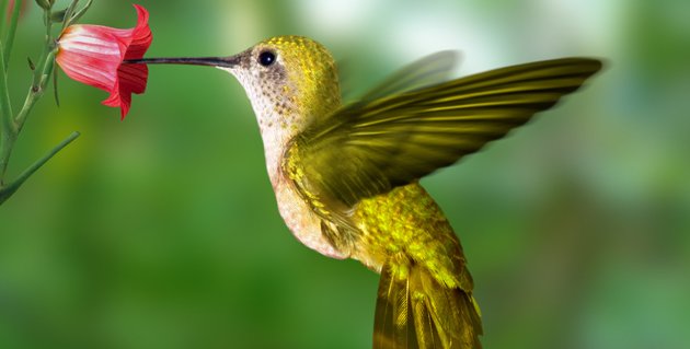 colibri