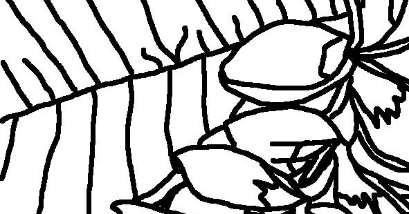 Coloring Page World: Frangipani Flowers (Portrait)