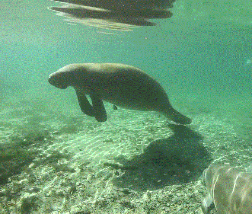 Grymvald Gazetteer: Flora & Fauna Friday - Narwhal Tusks, Manatee