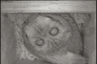 Eastern Screech Owl in Nest Box