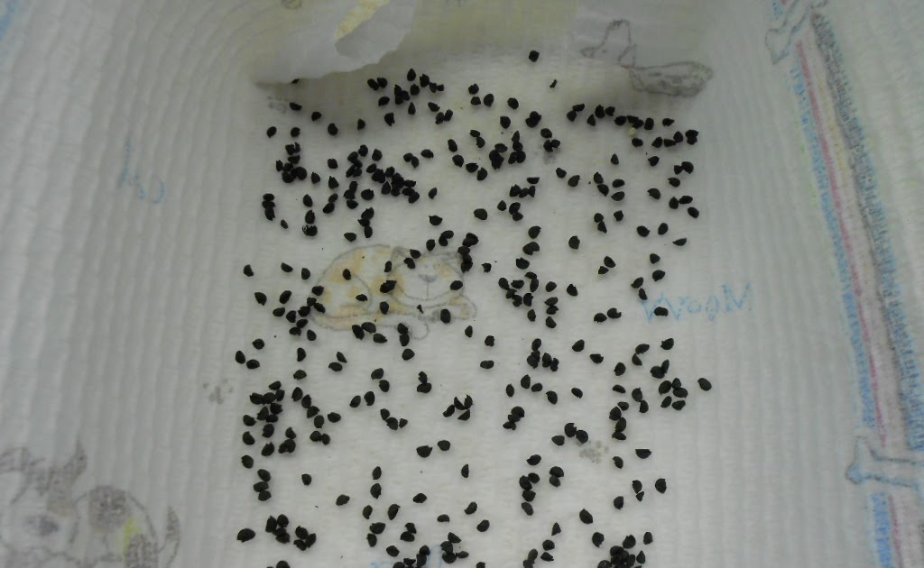 From Seed To Scrumptious Paper Towel Seed Germination