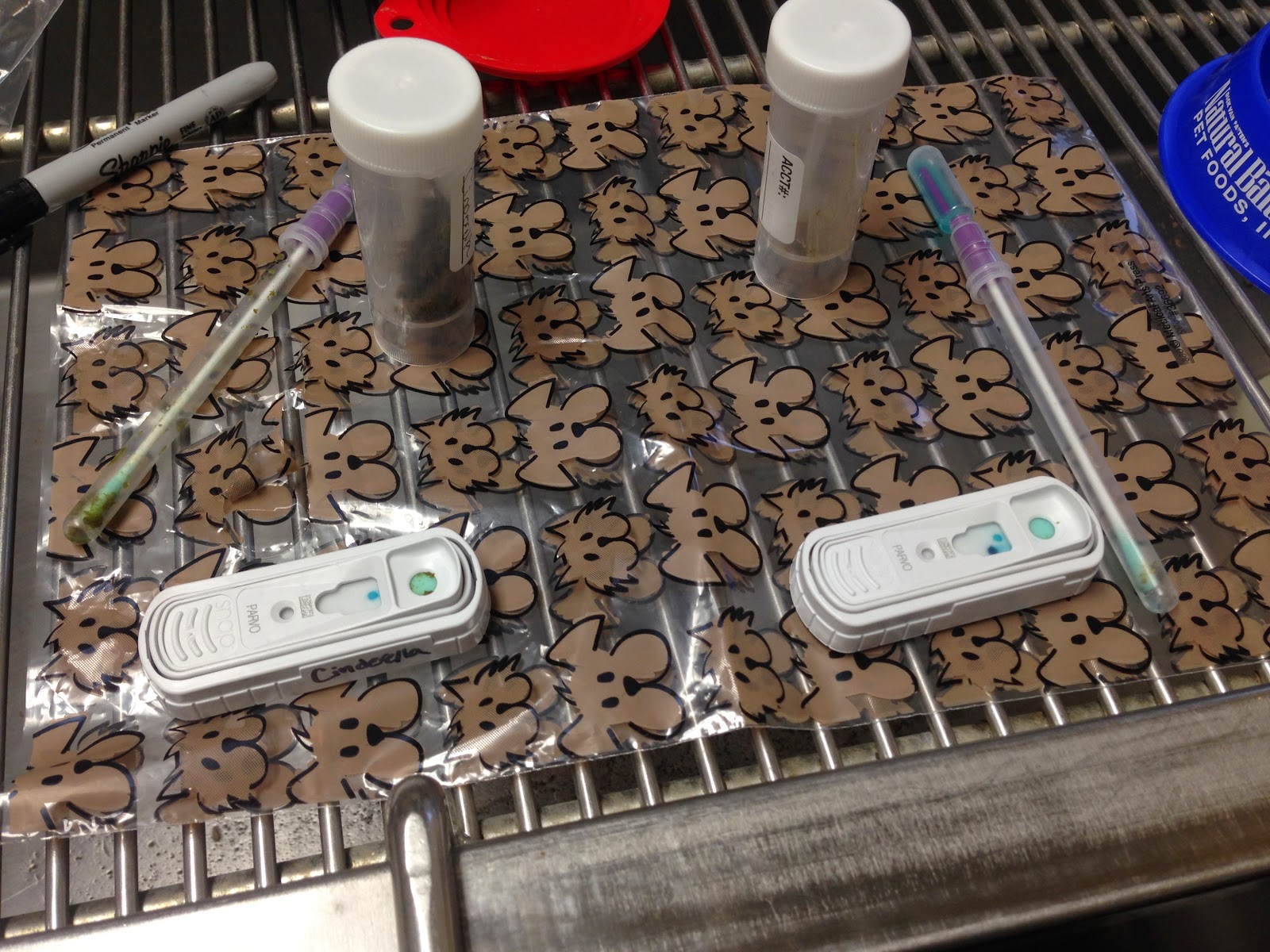 Diary of a RealLife Veterinarian Parvo Pups, Proactive and Prepared