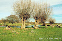 Willows by the river showing a range of contorted shapes. Photo by Heenan Photography