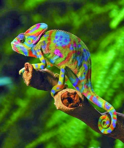 Les Moments De Style How Does A Chameleon Change Its Colors Les Moments De Style How Does A Chameleon Change Its Colors
