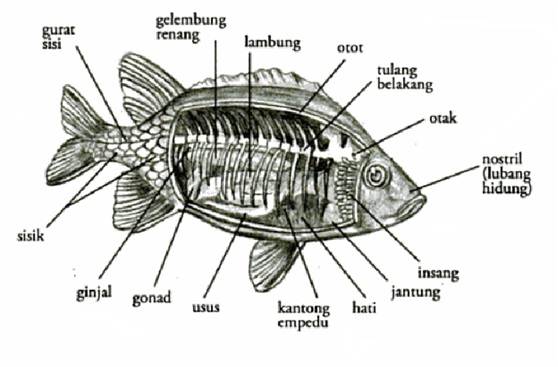 RastaVian Alat Respirasi Hewan
