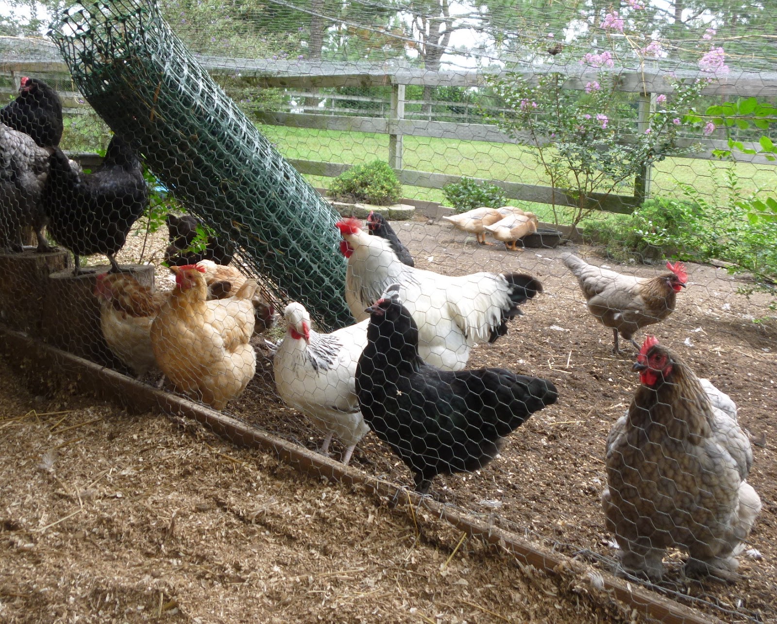 Cold Season Crops Planting a Garden in your Chicken Run Fresh Eggs