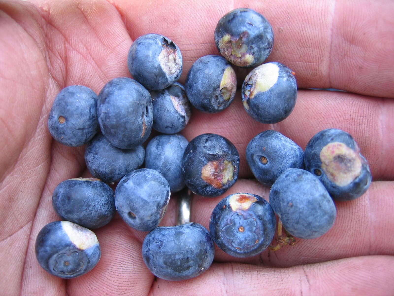 The Nc Blueberry Journal July 2011