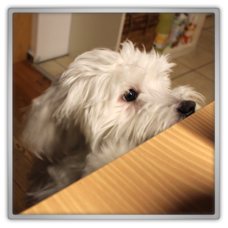 jofee maltese dog puppy 24 weeks old 5 months cute adorable marjolein kucmer pet chaos memebox 2 saccone joly jofee maltese dog puppy 24 weeks old 5 months cute adorable marjolein kucmer pet chaos memebox 2 saccone joly