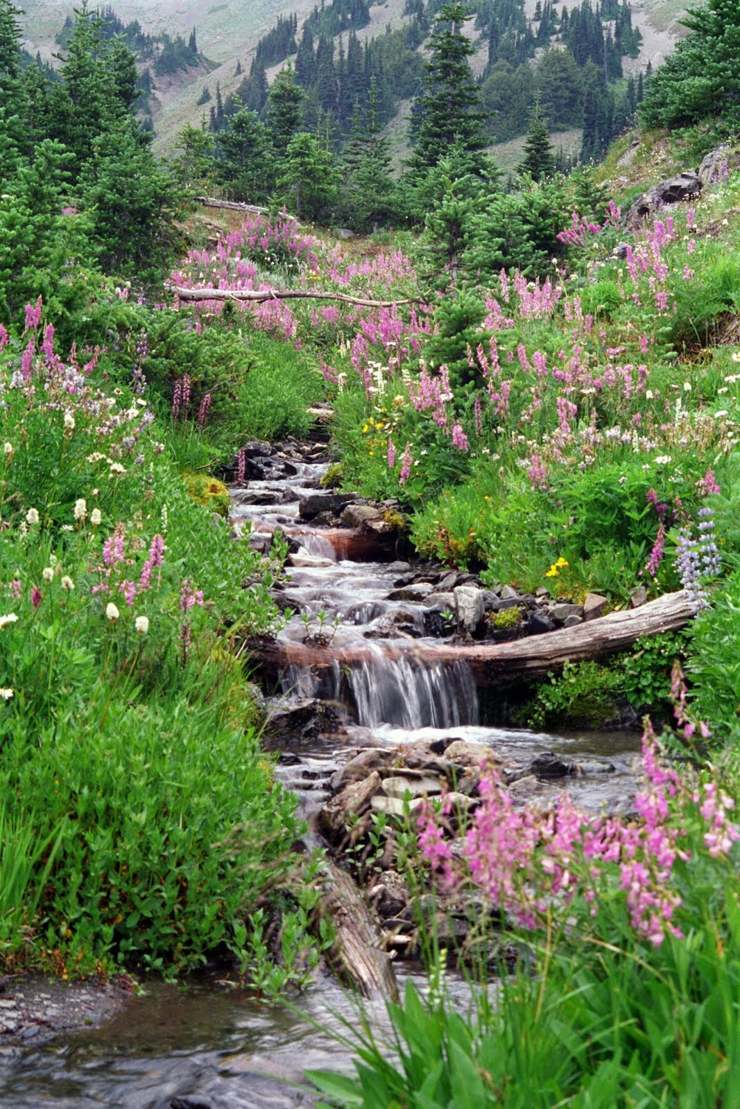 Cool forest wallpapers part 3