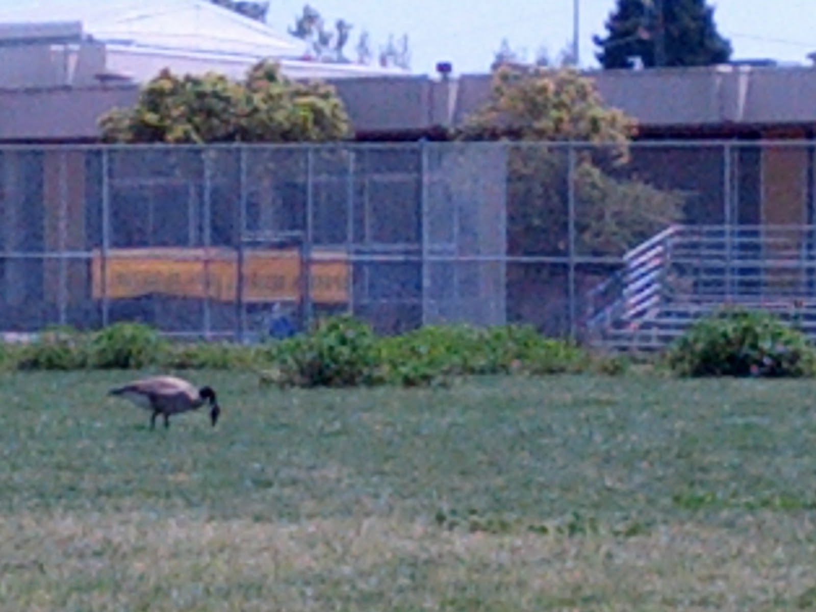 The Emeryville Tattler An Open Letter to the Emery Unified School District