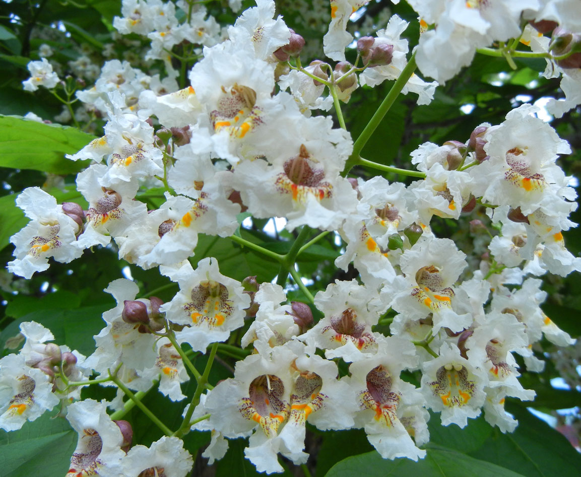 Ronna's Blog Flowering Catalpa Tree