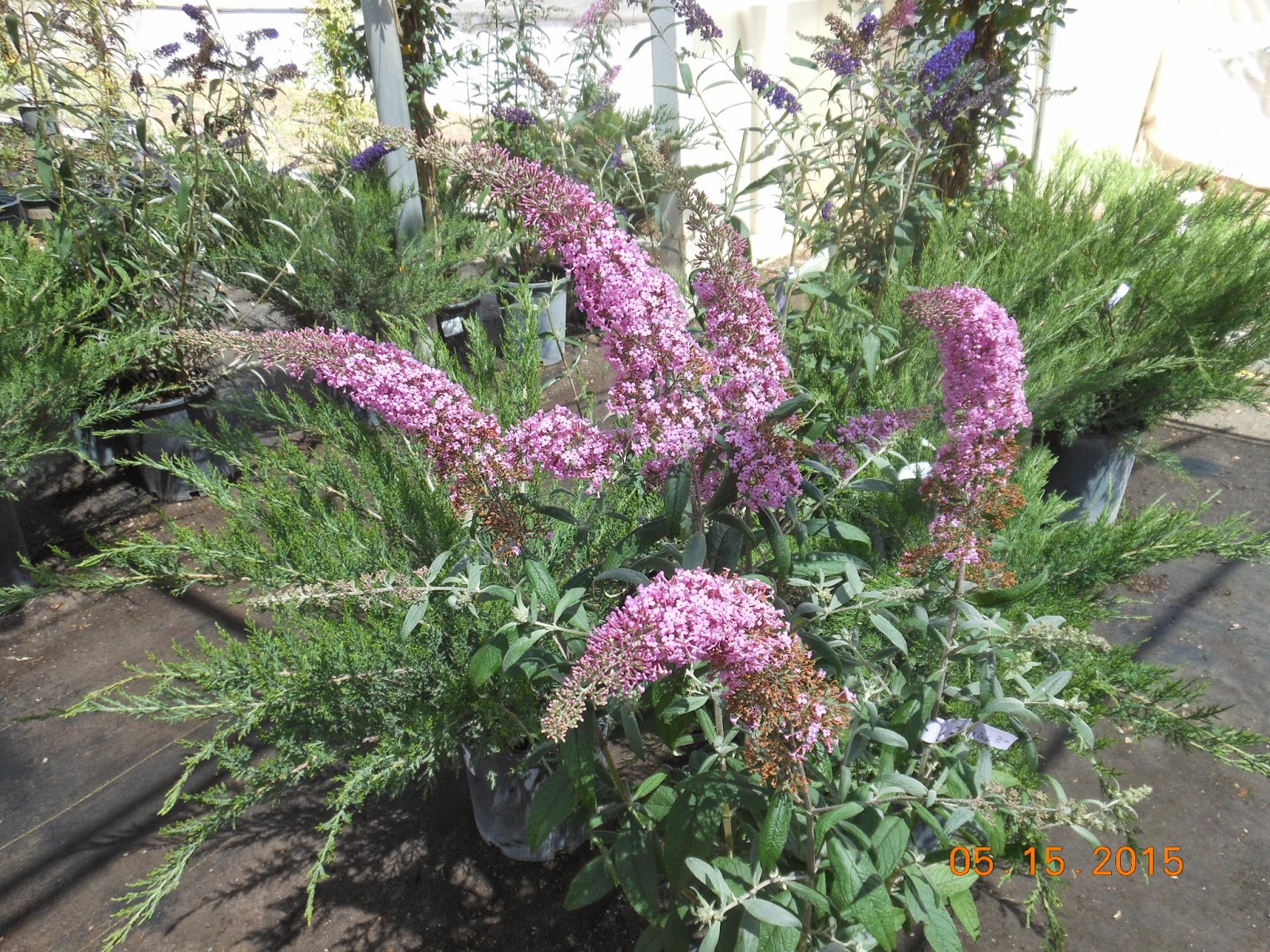 A Bad Witch S Blog Buddleia For Bees Butterflies And Breaking Free