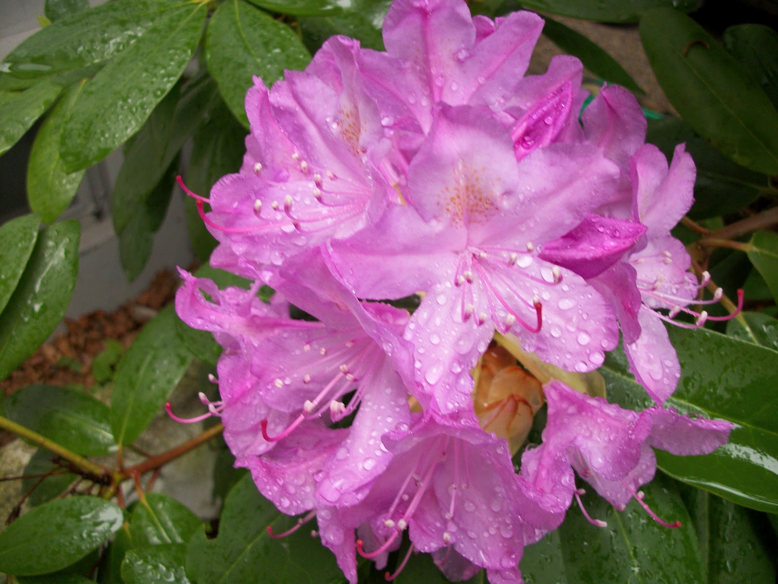 Todolwen My Little Azalea Bush