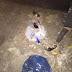 Δολιανά Ιωαννίνων:Φώλιασαν σκυλίτσα με τα μωρά της ,πέταξαν γατάκια στα σκουπίδια ....