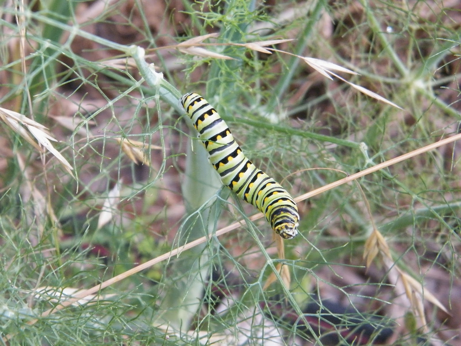 Home of a Feral Biologist Parsley Worms Eating All My Dill