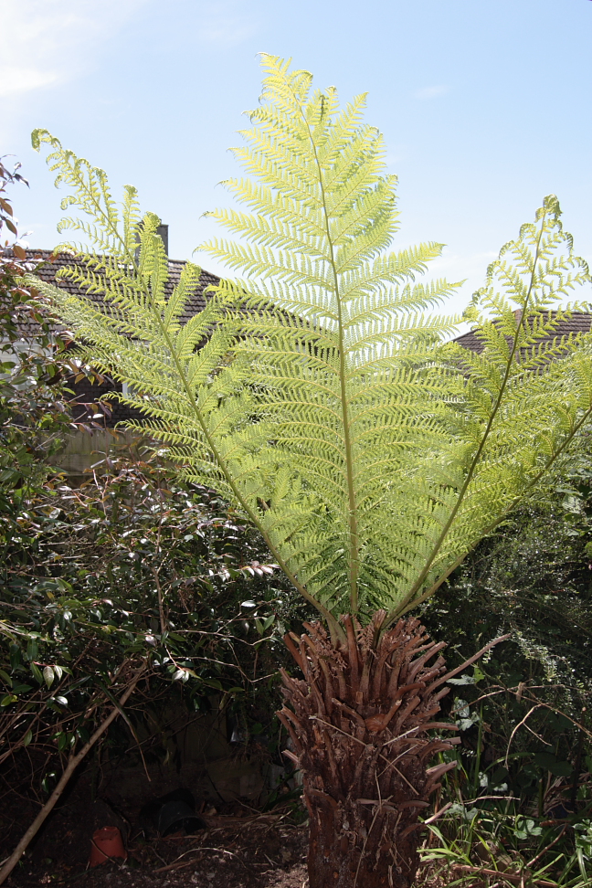 John & Maria's Garden Pages How fast do Dicksonia tree ferns grow in
