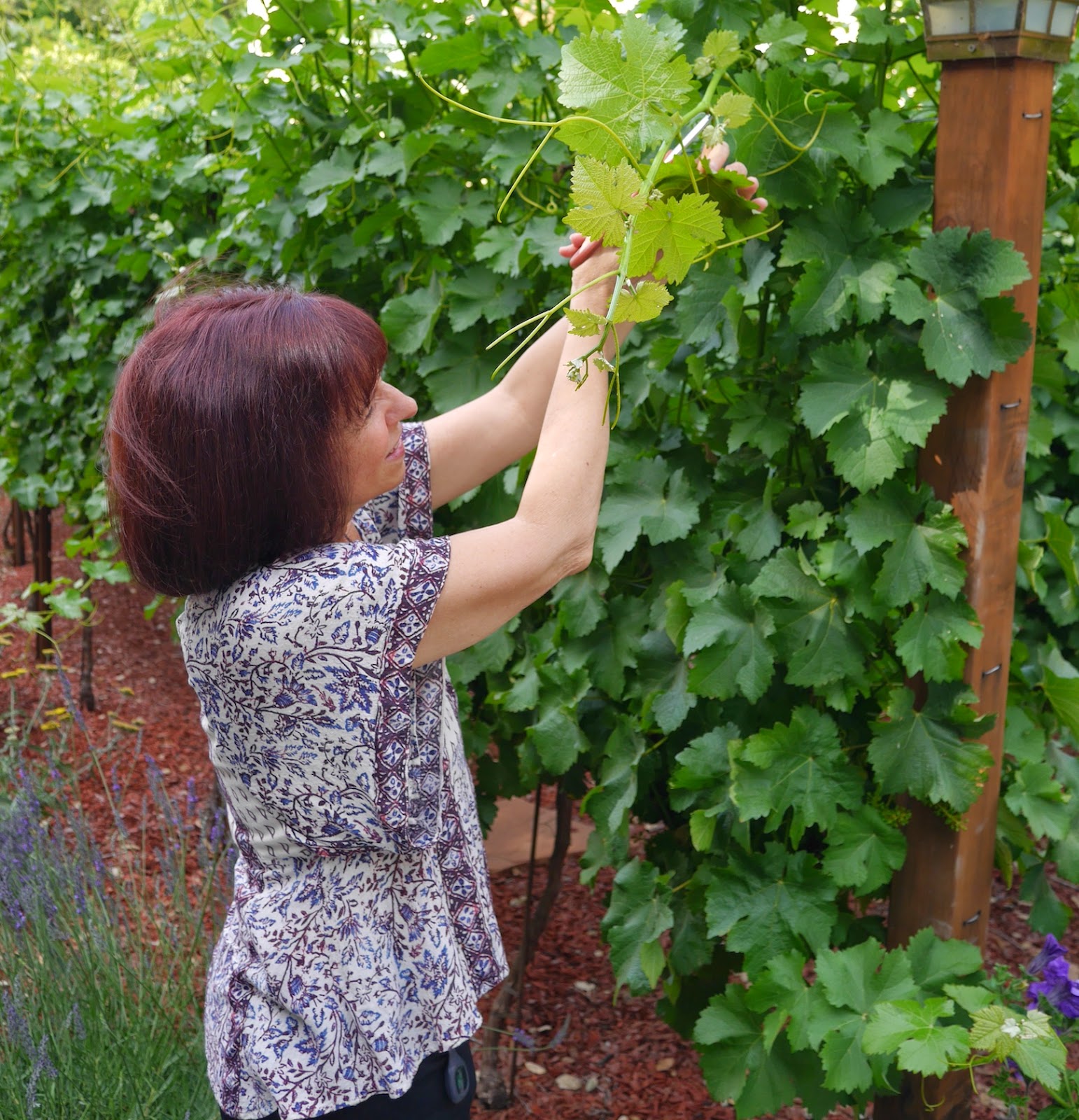Foods For Long Life Making Dolmades With Fresh Grape Leaves