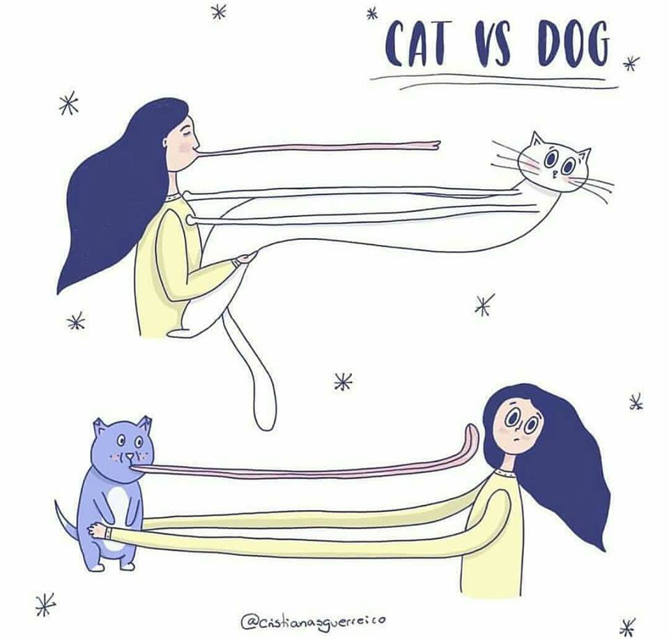 CATS VS DOGS